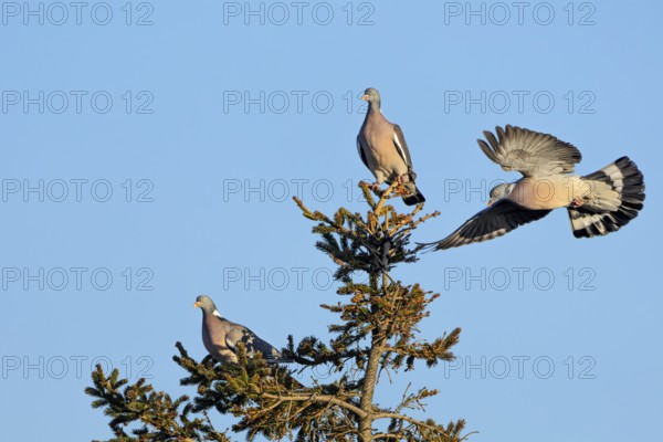 Wood pigeon (Columba palumbus) attacking an intruder, confrontation, courtship behaviour, aerial fight, Denmark