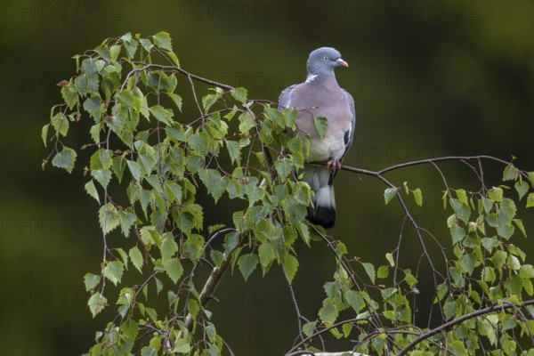Wood pigeon (Columba palumbus) uses the branch of a birch tree as a perch, Germany