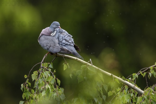 After the rain, the wood pigeon (Columba palumbus) immediately starts grooming its feathers, Germany