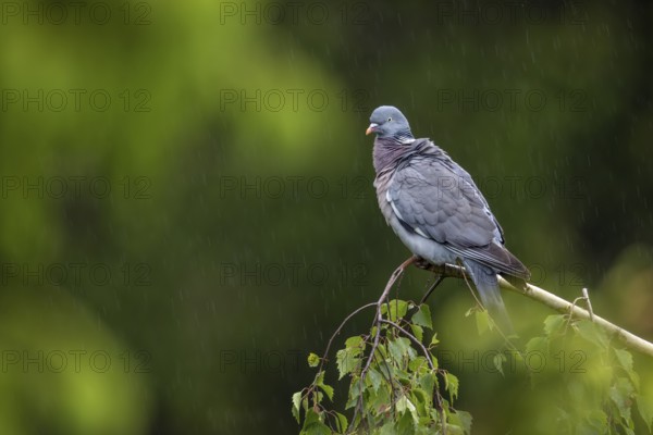 The rain has subsided and the wood pigeon (Columba palumbus) is shaking the water out of its feathers, Germany