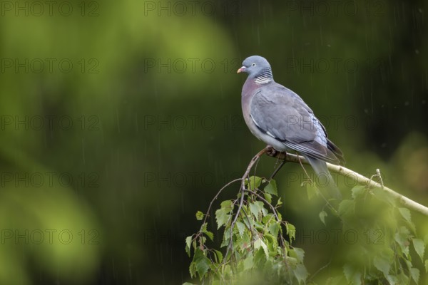 Despite the rain, the wood pigeon (Columba palumbus) does not seek cover, Germany