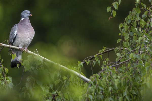 A wood pigeon (Columba palumbus) uses the branch of a birch tree as a perch, the first raindrops can be seen in the background, Germany