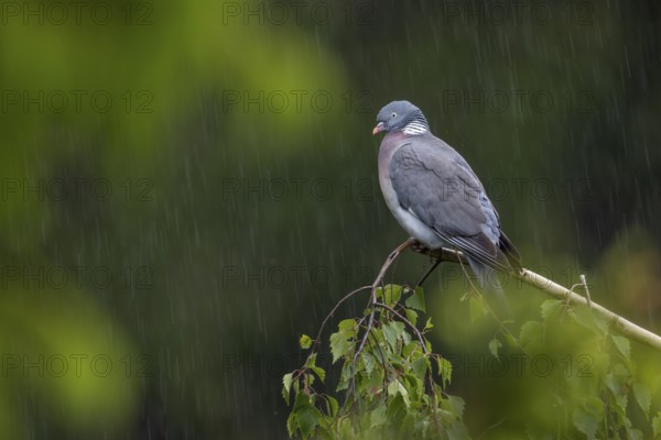 The wood pigeon (Columba palumbus) waits stoically for the rain to stop, Germany