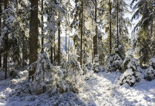 Snowy winter forest in morning sunlight, Mondseeland, Salzkammergut, Upper Austria, Austria