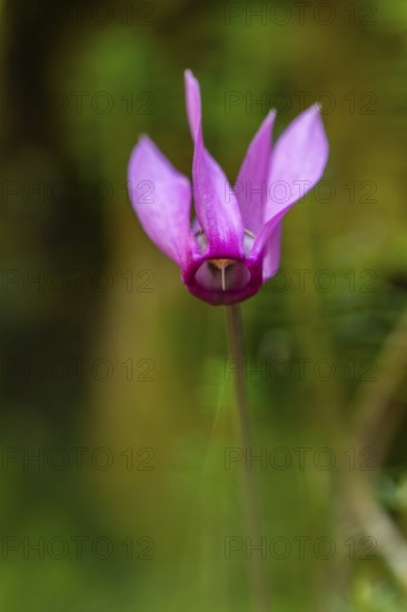 Delicate cyclamen blossom in Bad Reichenhall. Close-up of flowers on hiking trail in the Alps
