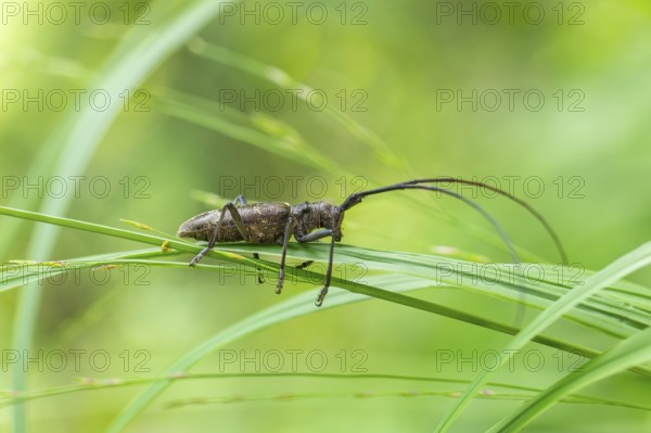 Close-up of a monochrome longhorn buck on a blade of grass in a natural setting. Bad Reichenhall, Germany