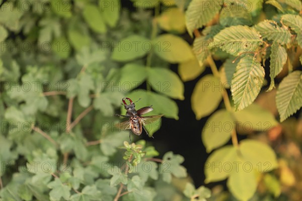 Stag beetle hovers in the trees of the Voralb at sunset