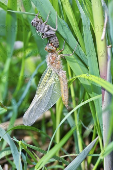 Hairy dragonfly (Brachytron pratense), freshly hatched animal on a reed stem with exuviae, Peene Valley nature park Park, Mecklenburg-Western Pomerania, Germany