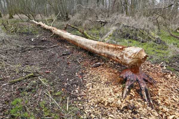 Beaver (Castor fibre), tree felled by a beaver, activities of a beaver, beaver cutting, Peene Valley nature park Park, Mecklenburg-Western Pomerania, Germany