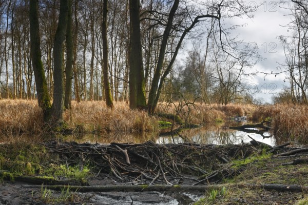 Beaver (Castor fibre), stream dammed by beaver, dam, Peene Valley nature park Park, Mecklenburg-Western Pomerania, Germany