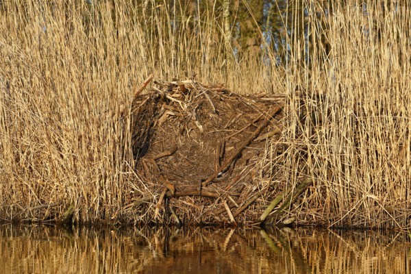 Beaver (Castor fibre), castle of a beaver on the banks of the Peene, dwelling of a beaver, Peene Valley nature park Park, Mecklenburg-Western Pomerania, Germany