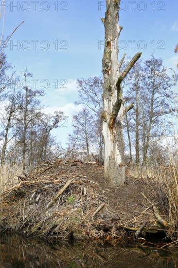 Beaver (Castor fibre), castle of a beaver on the banks of the Peene, dwelling of a beaver, Peene Valley nature park Park, Mecklenburg-Western Pomerania, Germany