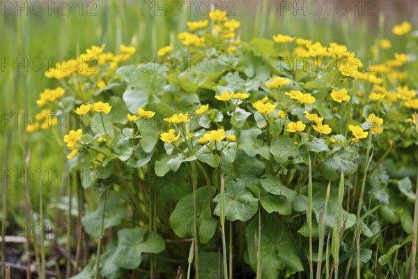 Marsh marigold (Caltha palustris), flowers in a wetland habitat, Peene Valley nature park Park, Mecklenburg-Western Pomerania, Germany