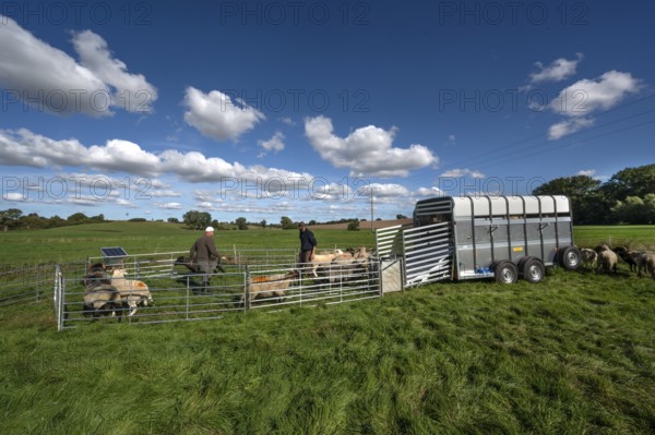 Shepherds prepare to load sheep standing in the Ferch into the animal transporter, Rehna, Mecklenburg-Vorpüommern, Germany