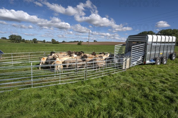 Sheep in Ferch in front of loading on pasture, Rehna, Mecklenburg-Western Pomerania, Germany