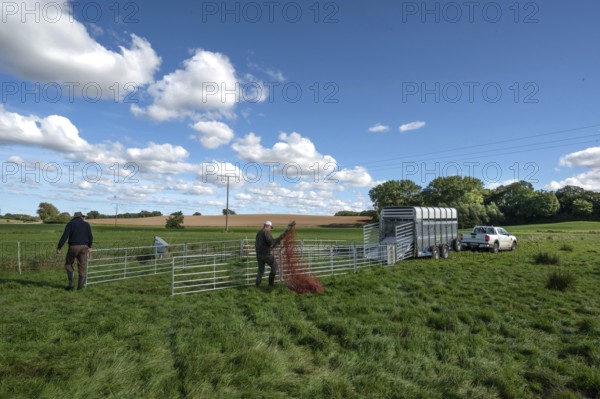 Shepherds build a ferch and prepare sheep load with a double-decker animal transporter on the pasture, Rehna, Mecklenburg-Vorpommenrn, Germany