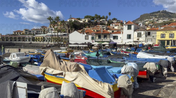 Camera de Lobos fishing village, harbour with fishing boats, Madeira, Portugal