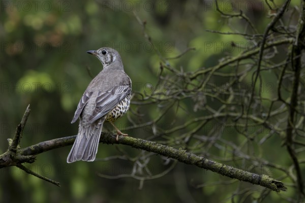 Mistle thrush (Turdus viscivorus) on the branch of a pine tree, Denmark