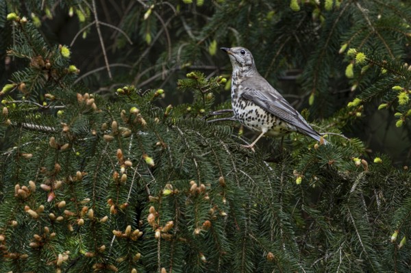 Mistle thrush (Turdus viscivorus) in its typical habitat, it is an inhabitant of coniferous forests, Denmark