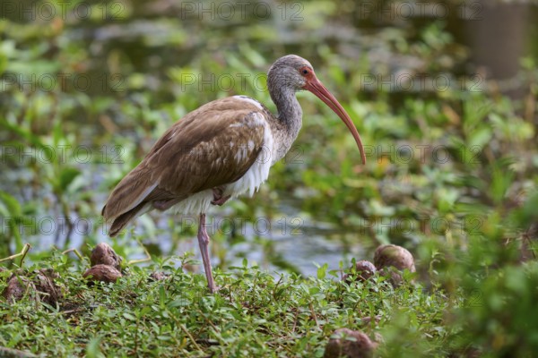 A bird with a long beak stands in a green, marshy environment near water, Snowy Ibis (Eudocimus albus), juvenile, spring, Orlando Wetlands, Christmas, Florida, USA