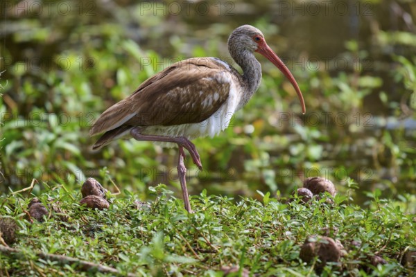 A bird stands on one leg in a lush green environment with a red beak, Snowy Ibis (Eudocimus albus), juvenile, spring, Orlando Wetlands, Christmas, Florida, USA
