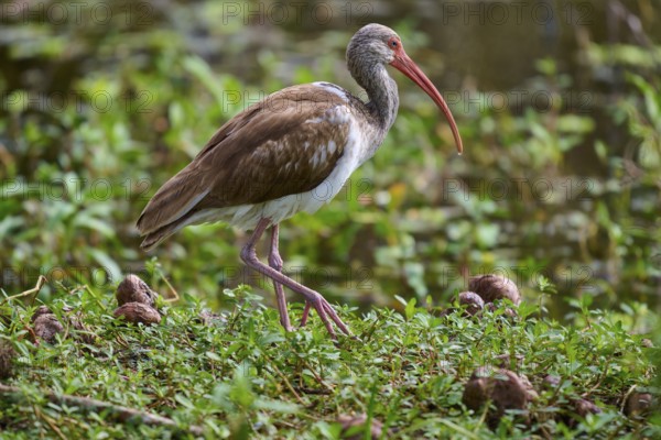 A bird with a long red beak roams a green, marshy landscape, Snowy Ibis (Eudocimus albus), juvenile, spring, Orlando Wetlands, Christmas, Florida, USA