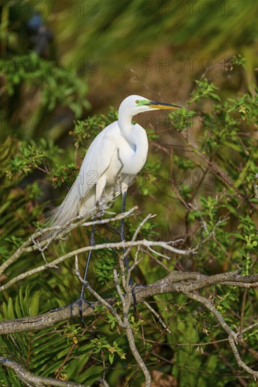 A white egret sitting on branches in a tropical environment surrounded by green foliage in the sunlight, Great Egret (Egretta alba), spring, Orlando Wetlands, Christmas, Florida, USA