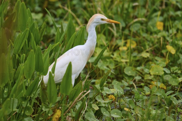 A heron stands still in a green marsh surrounded by lush vegetation, Cattle Egret (Bubulcus ibis), spring, Orlando Wetlands, Christmas, Florida, USA