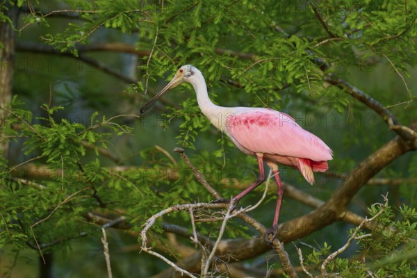A roseate spoonbill with pink plumage stands on a branch in the dense jungle, Roseate spoonbill (Ajaja ajaja), Orlando Wetlands, Christmas, Florida, USA
