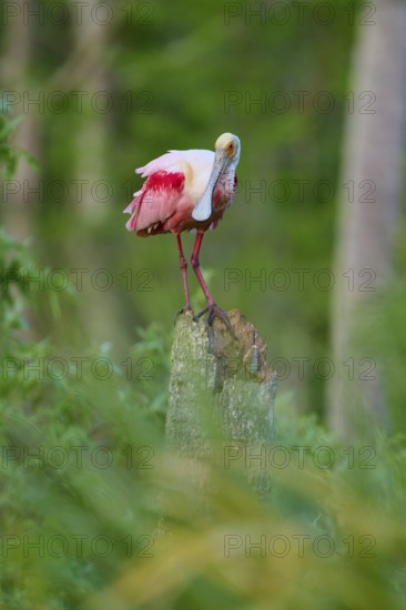 A Roseate Spoonbill stands quietly on a tree trunk in the green forest, Roseate Spoonbill (Ajaja ajaja), Orlando Wetlands, Christmas, Florida, USA