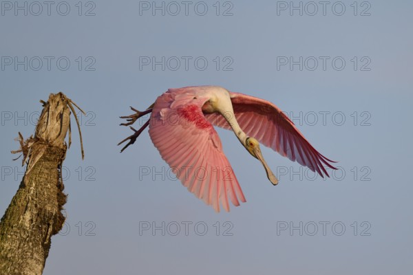 A Roseate Spoonbill flies through the sky with outstretched wings, Roseate Spoonbill (Ajaja ajaja), Orlando Wetlands, Christmas, Florida, USA