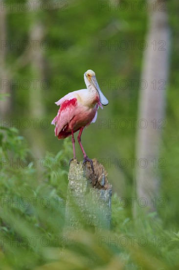A Roseate Spoonbill sitting on a tree trunk surrounded by dense greenery, Roseate Spoonbill (Ajaja ajaja), Orlando Wetlands, Christmas, Florida, USA