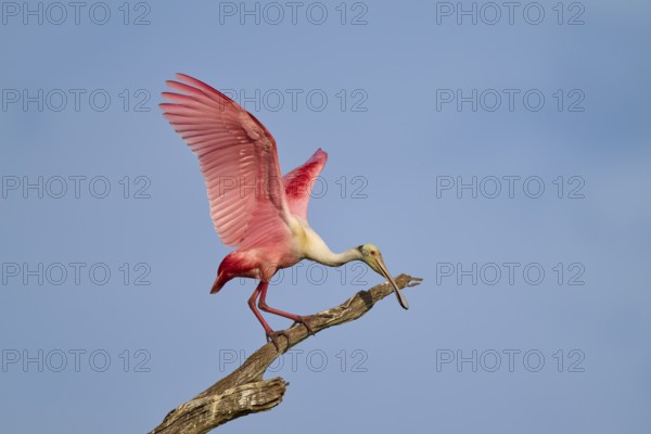 A roseate spoonbill with raised wings stands on a branch in front of a blue sky, roseate spoonbill (Ajaja ajaja), Orlando Wetlands, Christmas, Florida, USA