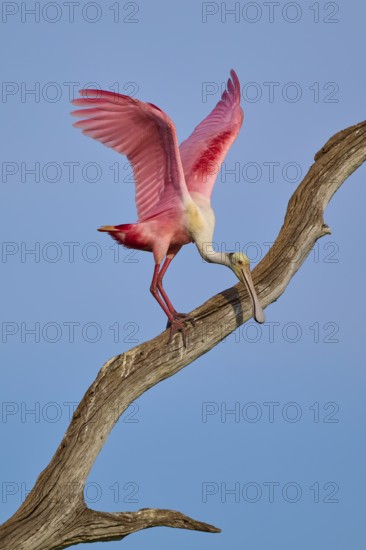 A Roseate Spoonbill with lowered wings on a dry branch under a blue sky, Roseate Spoonbill (Ajaja ajaja), Orlando Wetlands, Christmas, Florida, USA