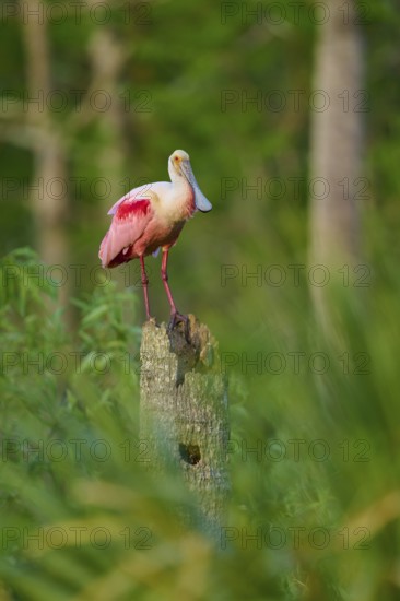 A Roseate Spoonbill standing on a tree stump in the jungle, Roseate Spoonbill (Ajaja ajaja), Orlando Wetlands, Christmas, Florida, USA