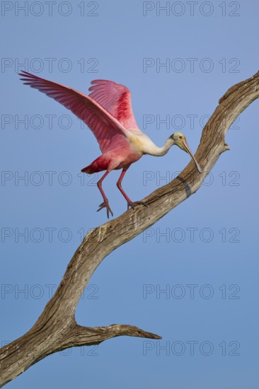 A Roseate Spoonbill carefully climbing along a dry branch, Roseate Spoonbill (Ajaja ajaja), Orlando Wetlands, Christmas, Florida, USA