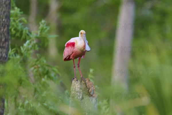 A roseate spoonbill with pink plumage stands on a tree trunk in the green forest, roseate spoonbill (Ajaja ajaja), Orlando Wetlands, Christmas, Florida, USA