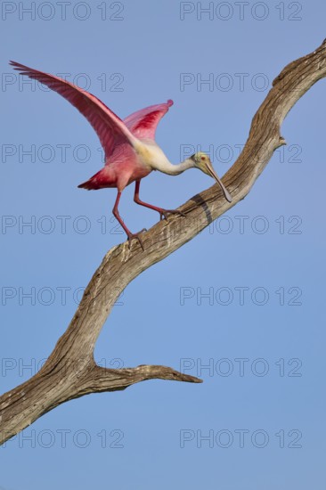 A Roseate Spoonbill spreads its wings on a dry branch in front of a blue sky, Roseate Spoonbill (Ajaja ajaja), Orlando Wetlands, Christmas, Florida, USA