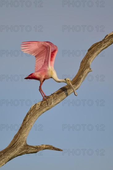 A Roseate Spoonbill carefully glides down a dry tree trunk, Roseate Spoonbill (Ajaja ajaja), Orlando Wetlands, Christmas, Florida, USA