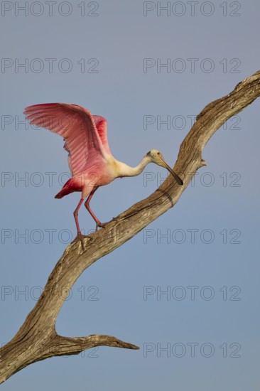 A Roseate Spoonbill balancing on a dry branch against a blue sky, Roseate Spoonbill (Ajaja ajaja), Orlando Wetlands, Christmas, Florida, USA
