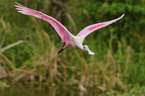 A Roseate Spoonbill gliding over reed grass in a wetland, Roseate Spoonbill (Ajaja ajaja), Orlando Wetlands, Christmas, Florida, USA