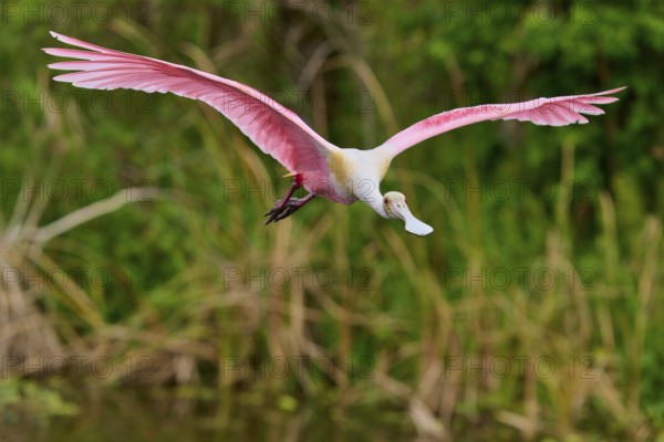 A Roseate Spoonbill flies over a swamp with lush greenery, Roseate Spoonbill (Ajaja ajaja), Orlando Wetlands, Christmas, Florida, USA