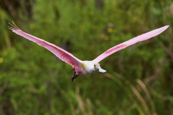 A Roseate Spoonbill with wide spread wings flies through dense jungle, Roseate Spoonbill (Ajaja ajaja), Orlando Wetlands, Christmas, Florida, USA