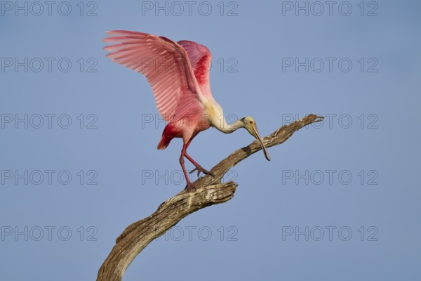 A Roseate Spoonbill on a branch lifting its wings towards the sky, Roseate Spoonbill (Ajaja ajaja), Orlando Wetlands, Christmas, Florida, USA