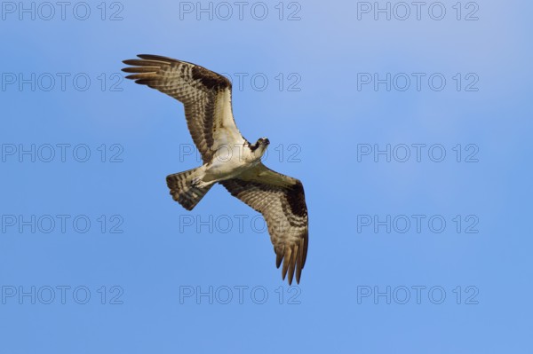 Osprey high in the air, majestic in flight, Osprey (Pandion haliaetus), Orlando Wetlands, Christmas, Florida, USA