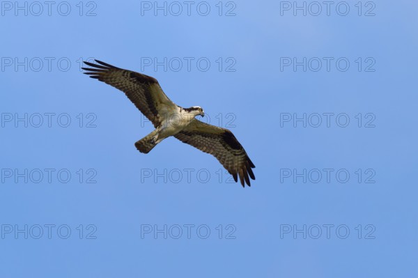 A lone osprey glides through the sky, Osprey (Pandion haliaetus), Orlando Wetlands, Christmas, Florida, USA
