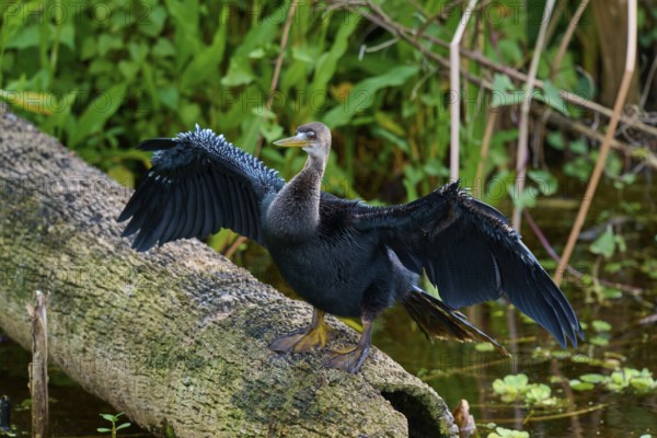 Bird with outstretched wings resting on a tree trunk over watered terrain, Darter (Anhinga anhinga), spring, Orlando Wetlands, Christmas, Florida, USA