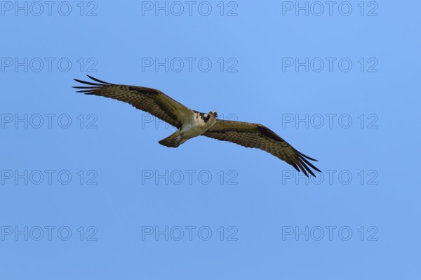 Osprey with outstretched wings gliding in the sky, Osprey (Pandion haliaetus), Orlando Wetlands, Christmas, Florida, USA