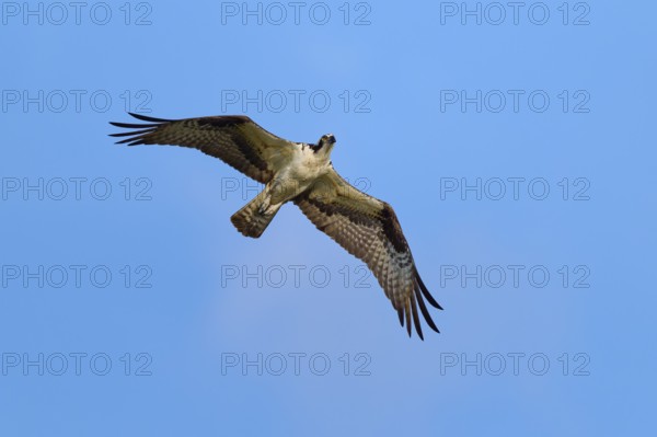 An osprey flies through the clear blue sky, Osprey (Pandion haliaetus), Orlando Wetlands, Christmas, Florida, USA