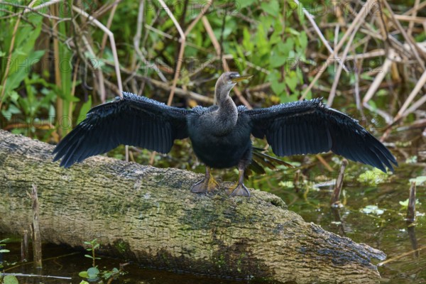 Black feathered bird with spread wings on a tree trunk over water, Darter (Anhinga anhinga), spring, Orlando Wetlands, Christmas, Florida, USA